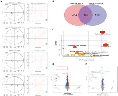 Metabolome and transcriptome integration reveals cerebral cortical metabolic profiles in rats with subarachnoid hemorrhage